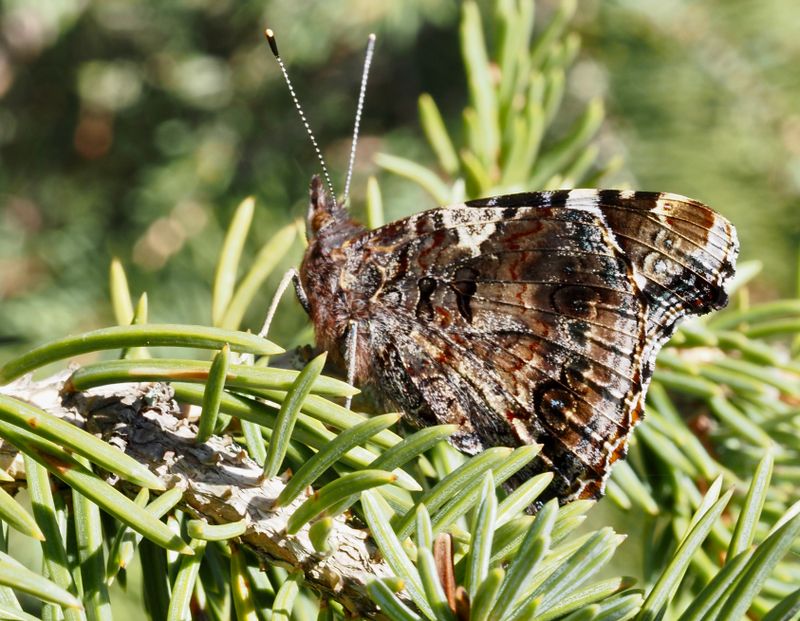 Red Admiral, at Stensabadet. .jpeg