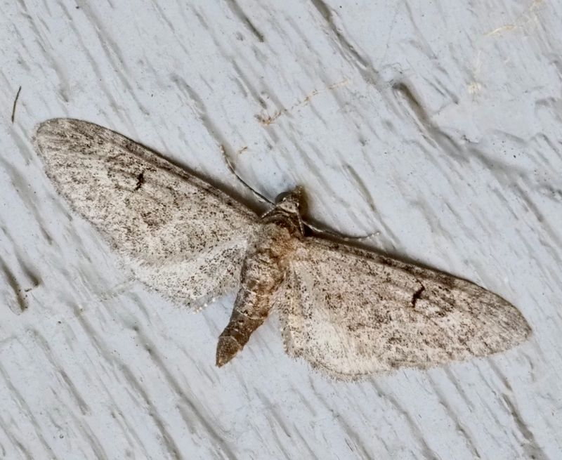 Gråblek malmätare, Eupithecia ochridata. .jpeg