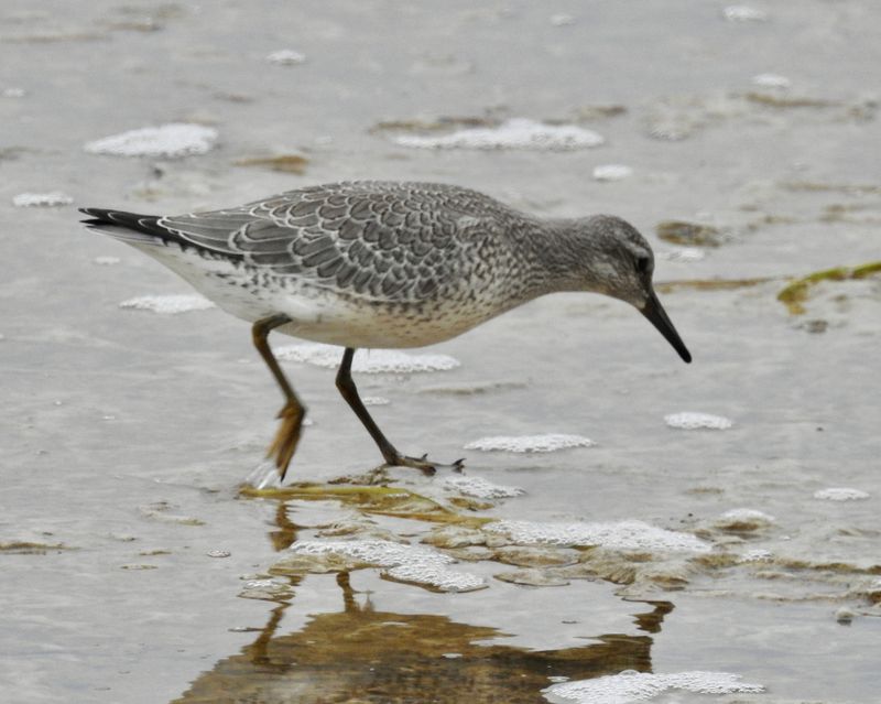 Red knot juv. Taken at Seby badet. .jpeg