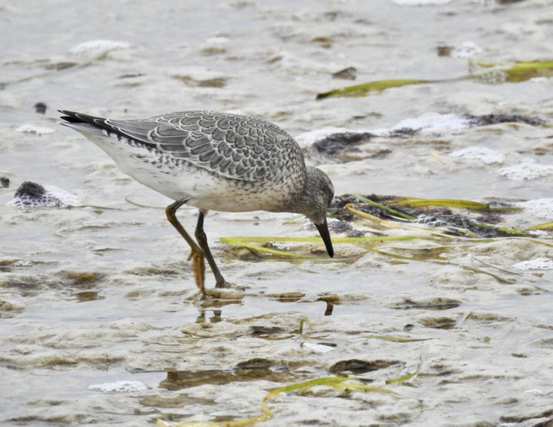 Red knot juv.jpeg