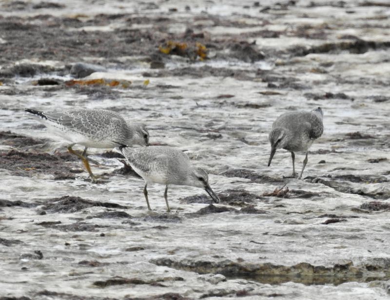Red knot juv. .jpeg