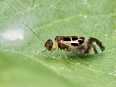 Graphopsocus cruciatus, Flaggstövslända.jpg