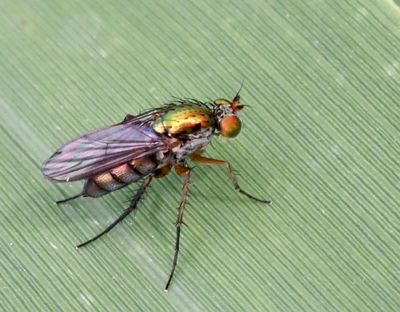 Dolichopus popularis.jpg