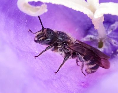 Melittidae, Sommarbin