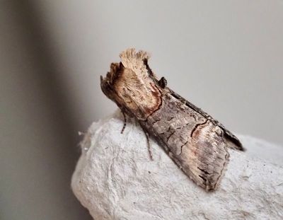 Plusiids, Metallflyn, (Plusiinae)