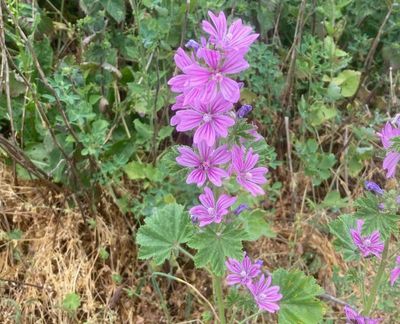 Rdmalva, Malva sylvestris