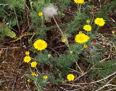 Färgkulla, Anthemis tinctoria