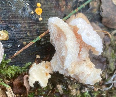 Tooth fungi, taggsvampar