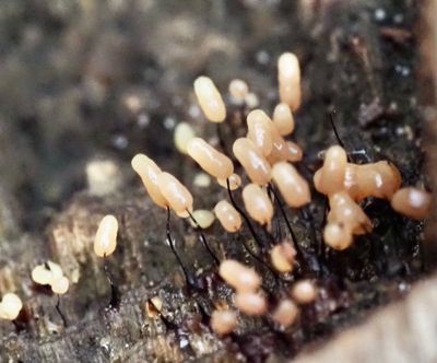 Myxomycetes