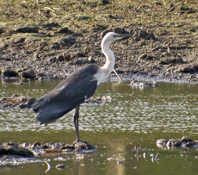 Australian Birdlife