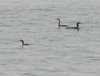 Divers, Grebes and Herons