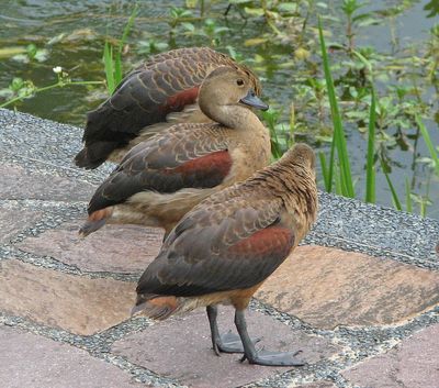 SINGAPORE WILDLIFE