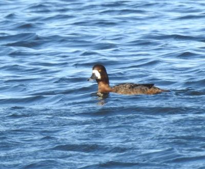 Scaup female, Bergand (Aythya marita).jpg