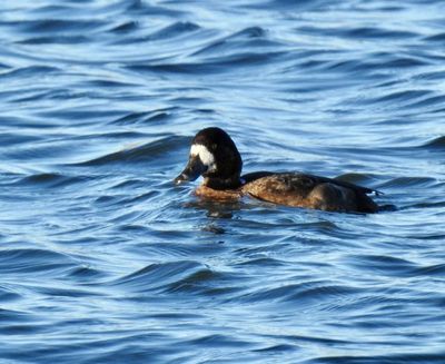 Scaup female, Bergand (Aythya marita).jpg
