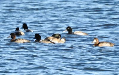 Scaup, Bergand, Aythya marita