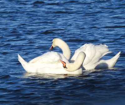 Mute Swan, Knlsvan   (Cygnus olor).jpg
