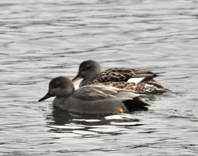 Gadwall, Snatterand, Anas strepera