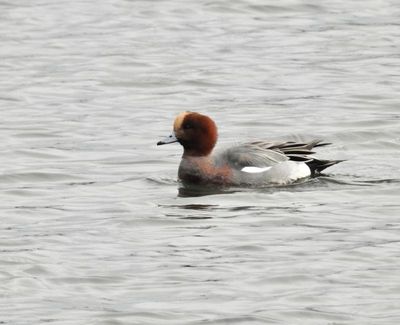 Wigeon male jpg