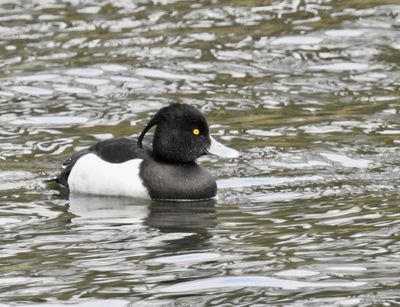Tufted Duck, Vigg  (Aythya fuligula).jpg