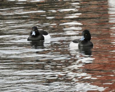 Tufted Duck, vigg, Aythya fuligula