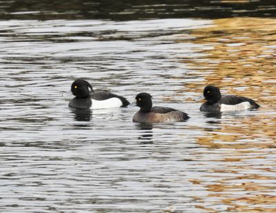 Tufted Duck, Vigg  (Aythya fuligula).jpg