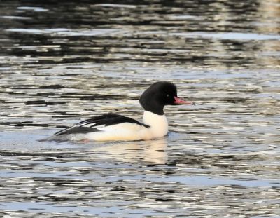 Storskrake, Goosander (Mergus merganser).jpg