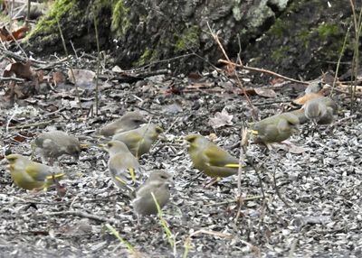 Greenfinch, Grönfink, Chloris chloris