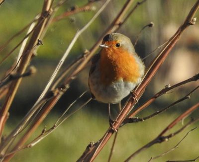 European Robin, Rödhake