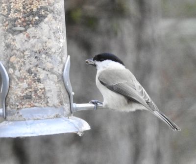 Titmice to Treecreepers