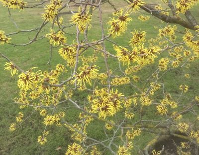 Japansk trollhassel, Hamamelis japonica. jpeg