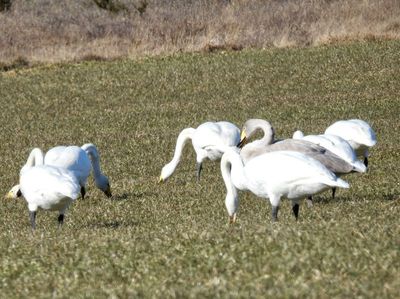 Whooper swan, Sångsvan (Cygnus cygnus).jpg