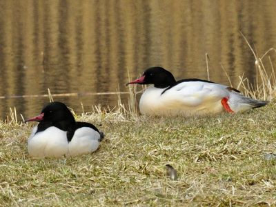 Goosander male, Storskrake hane (Mergus merganser).jpg