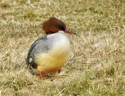 Goosander, Storskrake, Mergus merganser