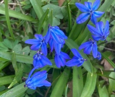 MONOCOTYLEDONS, Enhjärtbladigaväxter