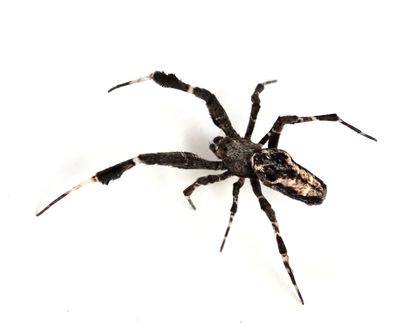 Cribellate Orbweb Spiders, Krusnätspindlar, Uloboridae