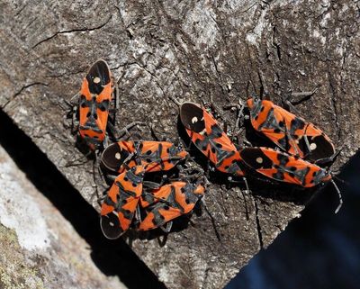 Swedish Groundbugs, Fröskinnbaggar (Lygaeoidea)