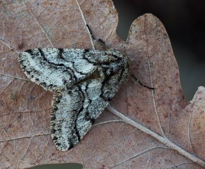 Swedish Geometrid Moths