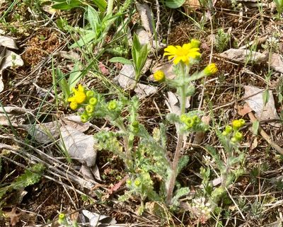 Vårkorsört. Senecio vernalis