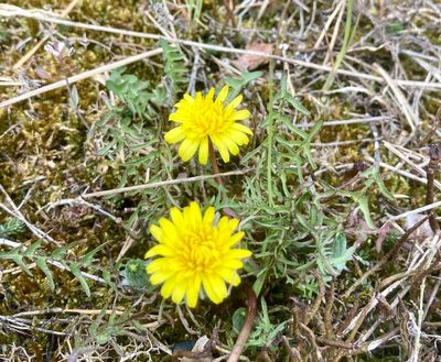 Dvärgmaskros, Taraxacum oblique