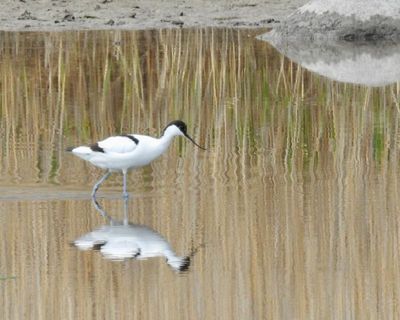 Skärfläcka, Avocet, Recurvirostra avosetta