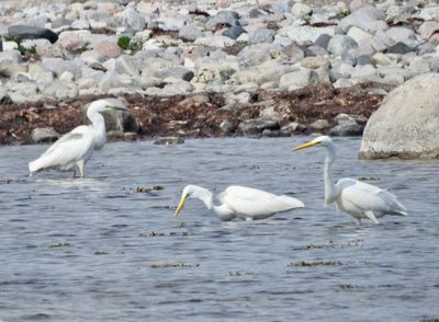 Egretthger (Casmerodius albus) Great Egret, Blsinge hamn.jpg