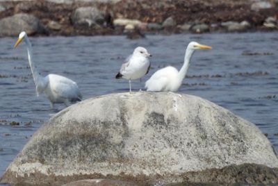 Egretthger (Casmerodius albus) Great Egret, Blsinge hamn.jpg