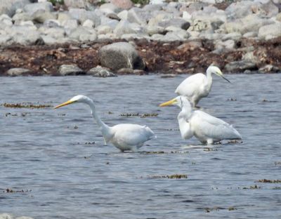 Egretthger (Casmerodius albus) Great Egret, Blsinge hamn.jpg