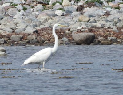 Egretthger (Casmerodius albus) Great Egret, Blsinge hamn.jpg
