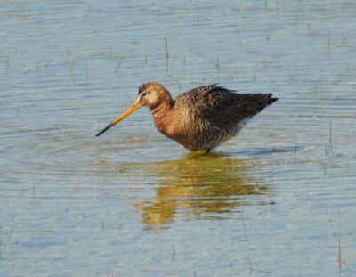 Black-tailed Godwit, Limosa mimosa at Hulterstad Öland