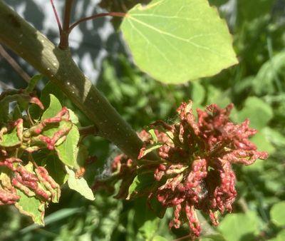 Aceria dispar, a mite on aspen leaves in Kalmnar.jpeg