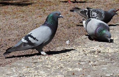 Pigeons and doves, duvor