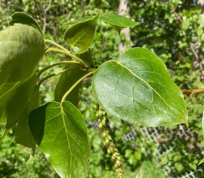 Kanadapoppel, Populus x canadensis