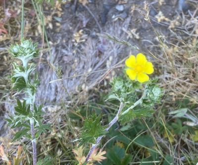 Blodrot, Potentilla erecta