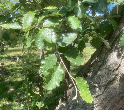 Oxel, Sorbus imtermedia